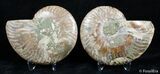 Inch Cut/Polished Ammonite #3027-2